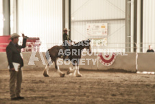 ete's Photography - Equine photography of various equine events at the Ancaster Fair including riding, driving, single carts and six draft horse hitches.