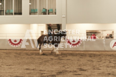 ete's Photography - Equine photography of various equine events at the Ancaster Fair including riding, driving, single carts and six draft horse hitches.