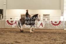 ete's Photography - Equine photography of various equine events at the Ancaster Fair including riding, driving, single carts and six draft horse hitches.