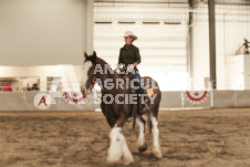 ete's Photography - Equine photography of various equine events at the Ancaster Fair including riding, driving, single carts and six draft horse hitches.