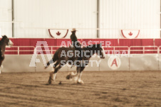 ete's Photography - Equine photography of various equine events at the Ancaster Fair including riding, driving, single carts and six draft horse hitches.