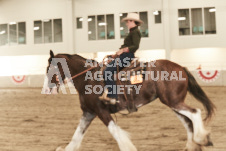 ete's Photography - Equine photography of various equine events at the Ancaster Fair including riding, driving, single carts and six draft horse hitches.