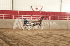 ete's Photography - Equine photography of various equine events at the Ancaster Fair including riding, driving, single carts and six draft horse hitches.