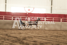 ete's Photography - Equine photography of various equine events at the Ancaster Fair including riding, driving, single carts and six draft horse hitches.