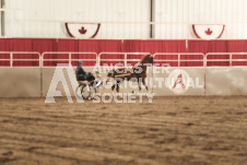 ete's Photography - Equine photography of various equine events at the Ancaster Fair including riding, driving, single carts and six draft horse hitches.