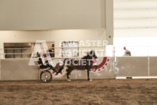 ete's Photography - Equine photography of various equine events at the Ancaster Fair including riding, driving, single carts and six draft horse hitches.