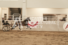 ete's Photography - Equine photography of various equine events at the Ancaster Fair including riding, driving, single carts and six draft horse hitches.