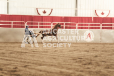 ete's Photography - Equine photography of various equine events at the Ancaster Fair including riding, driving, single carts and six draft horse hitches.