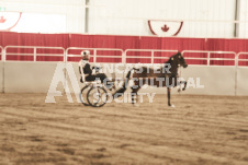 ete's Photography - Equine photography of various equine events at the Ancaster Fair including riding, driving, single carts and six draft horse hitches.