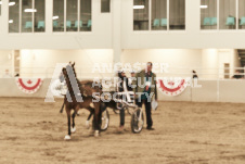 ete's Photography - Equine photography of various equine events at the Ancaster Fair including riding, driving, single carts and six draft horse hitches.