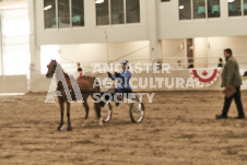 ete's Photography - Equine photography of various equine events at the Ancaster Fair including riding, driving, single carts and six draft horse hitches.