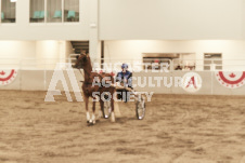 ete's Photography - Equine photography of various equine events at the Ancaster Fair including riding, driving, single carts and six draft horse hitches.