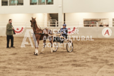 ete's Photography - Equine photography of various equine events at the Ancaster Fair including riding, driving, single carts and six draft horse hitches.