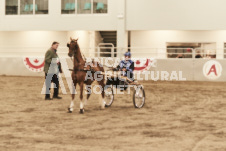 ete's Photography - Equine photography of various equine events at the Ancaster Fair including riding, driving, single carts and six draft horse hitches.