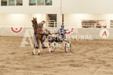 ete's Photography - Equine photography of various equine events at the Ancaster Fair including riding, driving, single carts and six draft horse hitches.