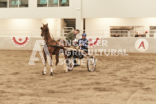 ete's Photography - Equine photography of various equine events at the Ancaster Fair including riding, driving, single carts and six draft horse hitches.