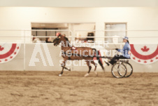 ete's Photography - Equine photography of various equine events at the Ancaster Fair including riding, driving, single carts and six draft horse hitches.