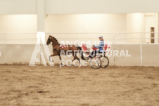 ete's Photography - Equine photography of various equine events at the Ancaster Fair including riding, driving, single carts and six draft horse hitches.