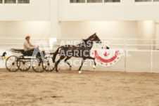 ete's Photography - Equine photography of various equine events at the Ancaster Fair including riding, driving, single carts and six draft horse hitches.