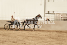 ete's Photography - Equine photography of various equine events at the Ancaster Fair including riding, driving, single carts and six draft horse hitches.