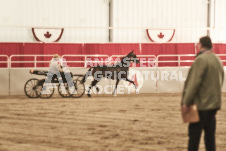 ete's Photography - Equine photography of various equine events at the Ancaster Fair including riding, driving, single carts and six draft horse hitches.