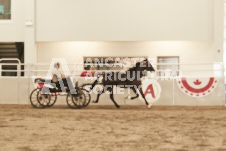 ete's Photography - Equine photography of various equine events at the Ancaster Fair including riding, driving, single carts and six draft horse hitches.