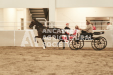 ete's Photography - Equine photography of various equine events at the Ancaster Fair including riding, driving, single carts and six draft horse hitches.