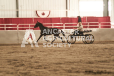 ete's Photography - Equine photography of various equine events at the Ancaster Fair including riding, driving, single carts and six draft horse hitches.