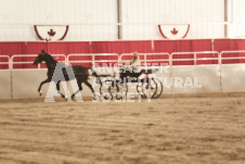 ete's Photography - Equine photography of various equine events at the Ancaster Fair including riding, driving, single carts and six draft horse hitches.