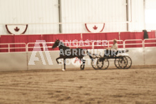 ete's Photography - Equine photography of various equine events at the Ancaster Fair including riding, driving, single carts and six draft horse hitches.