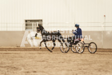 ete's Photography - Equine photography of various equine events at the Ancaster Fair including riding, driving, single carts and six draft horse hitches.