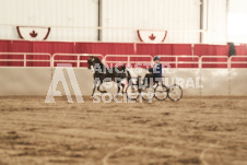 ete's Photography - Equine photography of various equine events at the Ancaster Fair including riding, driving, single carts and six draft horse hitches.