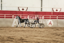 ete's Photography - Equine photography of various equine events at the Ancaster Fair including riding, driving, single carts and six draft horse hitches.