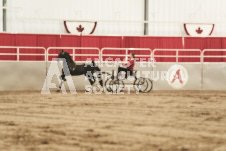 ete's Photography - Equine photography of various equine events at the Ancaster Fair including riding, driving, single carts and six draft horse hitches.