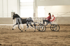 ete's Photography - Equine photography of various equine events at the Ancaster Fair including riding, driving, single carts and six draft horse hitches.