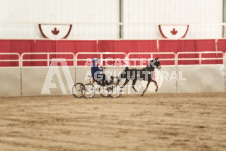 ete's Photography - Equine photography of various equine events at the Ancaster Fair including riding, driving, single carts and six draft horse hitches.