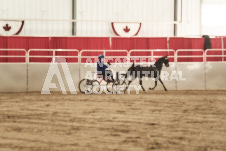 ete's Photography - Equine photography of various equine events at the Ancaster Fair including riding, driving, single carts and six draft horse hitches.