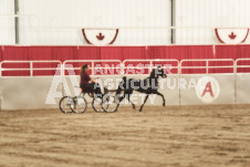 ete's Photography - Equine photography of various equine events at the Ancaster Fair including riding, driving, single carts and six draft horse hitches.