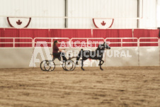 ete's Photography - Equine photography of various equine events at the Ancaster Fair including riding, driving, single carts and six draft horse hitches.