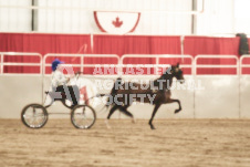 ete's Photography - Equine photography of various equine events at the Ancaster Fair including riding, driving, single carts and six draft horse hitches.