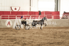 ete's Photography - Equine photography of various equine events at the Ancaster Fair including riding, driving, single carts and six draft horse hitches.