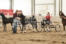 ete's Photography - Equine photography of various equine events at the Ancaster Fair including riding, driving, single carts and six draft horse hitches.