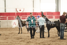 ete's Photography - Equine photography of various equine events at the Ancaster Fair including riding, driving, single carts and six draft horse hitches.