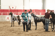 ete's Photography - Equine photography of various equine events at the Ancaster Fair including riding, driving, single carts and six draft horse hitches.