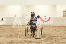 ete's Photography - Equine photography of various equine events at the Ancaster Fair including riding, driving, single carts and six draft horse hitches.