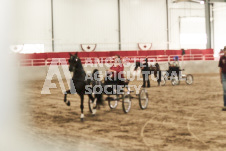 ete's Photography - Equine photography of various equine events at the Ancaster Fair including riding, driving, single carts and six draft horse hitches.