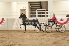 ete's Photography - Equine photography of various equine events at the Ancaster Fair including riding, driving, single carts and six draft horse hitches.