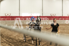 ete's Photography - Equine photography of various equine events at the Ancaster Fair including riding, driving, single carts and six draft horse hitches.