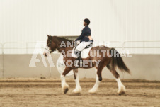 ete's Photography - Equine photography of various equine events at the Ancaster Fair including riding, driving, single carts and six draft horse hitches.