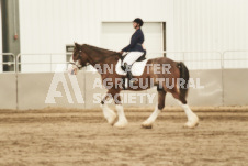 ete's Photography - Equine photography of various equine events at the Ancaster Fair including riding, driving, single carts and six draft horse hitches.